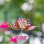 Floral, flower, flora, floral photography, flower photography, photography, Bloom, blossom, bee balm, pink