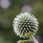 Floral, flower, flora, floral photography, flower photography, photography, Bloom, blossom, globe thistle