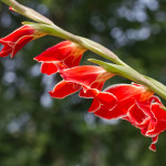 Gladiolus "Atom", gladiolus, red,Floral, flower, flora, floral photography, flower photography, photography, Bloom, blossom, color, colors, gladiolus, red, light, backlight, backlit, glowing, sunlight, natural light