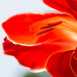 Gladiolus "Atom", red, gladiolus, Floral, flower, flora, floral photography, flower photography, photography, Bloom, blossom, color, colors, outlined in white, light, backlight, backlit, glowing, sunlight, natural light, outline in white, outline
