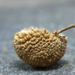 nature, macro, close up, close-up, close_up, beauty, beautiful, Virginia horticulture, garden, nature photography, macro photography, Sycamore, seed pod, seed, Platanus occidentalis, tree, trees, vegetation