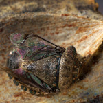 insect, anthropod, stinkbug, stink bug, Halyomorpha halys, brown marmorated stink bug, decay, macro, close up, close-up, close_up, nature photography, macro photography, pecan, shell, nut