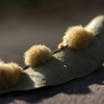 insect gall, nature, macro, close up, close-up, close_up, beauty, beautiful, Virginia horticulture, garden, floral photography, nature photography, macro photography