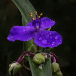 Floral, flower, flora, floral photography, flower photography, photography, Bloom, blossom, nature, macro, close up, close-up, close_up, beauty, beautiful, Virginia horticulture, garden, floral photography, nature photography, macro photography