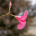 Floral, flower, flora, floral photography, flower photography, photography, Bloom, blossom, nature, macro, close up, close-up, close_up, beauty, beautiful, Virginia horticulture, garden, floral photography, nature photography, macro photography,