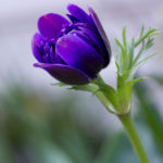 Poppy anemone, anemone, Anemone coronaria, Spanish marigold, Floral, flower, flora, floral photography, flower photography, photography, Bloom, blossom, nature, macro, close up, close-up, close_up, nature photography, macro photography, beauty, beautiful, Virginia horticulture, garden, floral photography, color, colors, purple