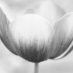 Poppy anemone, anemone, Anemone coronaria, Spanish marigold, Floral, flower, flora, floral photography, flower photography, photography, Bloom, blossom, nature, macro, close up, close-up, close_up, nature photography, macro photography, beauty, beautiful, Virginia horticulture, garden, floral photography, black and white, black_white, black_and_white, B&W