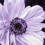 Poppy anemone, anemone, Anemone coronaria, Spanish marigold, Floral, flower, flora, floral photography, flower photography, photography, Bloom, blossom, nature, macro, close up, close-up, close_up, nature photography, macro photography, beauty, beautiful, Virginia horticulture, garden, floral photography, purple, monochrome