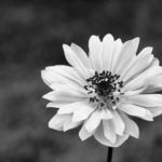Poppy anemone, anemone, Anemone coronaria, Spanish marigold, Floral, flower, flora, floral photography, flower photography, photography, Bloom, blossom, nature, macro, close up, close-up, close_up, nature photography, macro photography, beauty, beautiful, Virginia horticulture, garden, floral photography, black and white, black_and_white, B&W, BW, monochrome