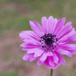 Poppy anemone, anemone, Anemone coronaria, Spanish marigold, Floral, flower, flora, floral photography, flower photography, photography, Bloom, blossom, nature, macro, close up, close-up, close_up, nature photography, macro photography, beauty, beautiful, Virginia horticulture, garden, floral photography, purple, pink, raspberry, colors