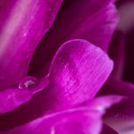 double tulip, tulip, purple, waterdrop, droplet, drop, water, macro, Floral, flower, flora, floral photography, flower photography, photography, Bloom, blossom