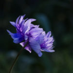 Poppy anemone, anemone, Anemone coronaria, Spanish marigold, Floral, flower, flora, floral photography, flower photography, photography, Bloom, blossom, nature, macro, close up, close-up, close_up, nature photography, macro photography, beauty, beautiful, Virginia horticulture, garden, floral photography, color, colors, purple