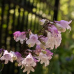 Penstemon multiflorus 'Lilac Beauty', Penstemon multiflorus, Lilac Beauty, macro, Floral, flower, flora, floral photography, flower photography, photography, Bloom, blossom