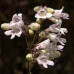 Penstemon multiflorus 'Lilac Beauty', Penstemon multiflorus, Lilac Beauty, macro, Floral, flower, flora, floral photography, flower photography, photography, Bloom, blossom
