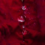 poinsetta, flower, plant, red, water drop, water, droplet, nature, macro, nature photography, flower, floral, colors, decay
