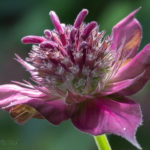 macro, Floral, flower, flora, floral photography, flower photography, photography, Bloom, blossom, bee balm, pink