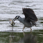 Nyctanassa violacea, Nyctanassa,animal, wildlife, nature, portrait, Virginia wildlife, wildlife photography, wildlife photograph, wildlife portrait, nature photography, nature photograph, nature portrait, animal photography, animal photograph, animal portrait, bird, heron, yellow crowned night heron,, yellow-crowned night heron, American night heron, squak, adult, birds of prey, water bird, birds in flight, St. Patrick Catholic School, Saint Patrick Catholic School, Saint Patrick, St. Patrick, Catholic School, swamp, marsh, marshland, natural habitat, Larchmont, Norfolk, Virginia, Norfolk Virginia, Larchmont Norfolk, neighborhood, LaFayette River, peaceful, charming, tranquil, Edgewater, Hampton Roads, Tidewater, small blue, red eye, white crown, yellow legs, orange legs
