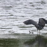 Nyctanassa violacea, Nyctanassa,animal, wildlife, nature, portrait, Virginia wildlife, wildlife photography, wildlife photograph, wildlife portrait, nature photography, nature photograph, nature portrait, animal photography, animal photograph, animal portrait, bird, heron, yellow crowned night heron,, yellow-crowned night heron, American night heron, squak, adult, birds of prey, water bird, birds in flight, St. Patrick Catholic School, Saint Patrick Catholic School, Saint Patrick, St. Patrick, Catholic School, swamp, marsh, marshland, natural habitat, Larchmont, Norfolk, Virginia, Norfolk Virginia, Larchmont Norfolk, neighborhood, LaFayette River, peaceful, charming, tranquil, Edgewater, Hampton Roads, Tidewater, small blue, red eye, white crown, yellow legs, orange legs