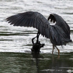 animal, wildlife, nature, portrait, Virginia wildlife, wildlife photography, wildlife photograph, wildlife portrait, nature photography, nature photograph, nature portrait, animal photography, animal photograph, animal portrait, bird, heron, yellow crowned night heron,, yellow-crowned night heron, American night heron, squak, adult, birds of prey, water bird, birds in flight, St. Patrick Catholic School, Saint Patrick Catholic School, Saint Patrick, St. Patrick, Catholic School, swamp, marsh, marshland, natural habitat, Larchmont, Norfolk, Virginia, Norfolk Virginia, Larchmont Norfolk, neighborhood, LaFayette River, peaceful, charming, tranquil, Edgewater, Hampton Roads, Tidewater, small blue, red eye, white crown, yellow legs, orange legs, Nyctanassa violacea, Nyctanassa