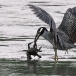 animal, wildlife, nature, portrait, Virginia wildlife, wildlife photography, wildlife photograph, wildlife portrait, nature photography, nature photograph, nature portrait, animal photography, animal photograph, animal portrait, bird, heron, yellow crowned night heron,, yellow-crowned night heron, American night heron, squak, adult, birds of prey, water bird, birds in flight, St. Patrick Catholic School, Saint Patrick Catholic School, Saint Patrick, St. Patrick, Catholic School, swamp, marsh, marshland, natural habitat, Larchmont, Norfolk, Virginia, Norfolk Virginia, Larchmont Norfolk, neighborhood, LaFayette River, peaceful, charming, tranquil, Edgewater, Hampton Roads, Tidewater, small blue, red eye, white crown, yellow legs, orange legs, Nyctanassa violacea, Nyctanassa