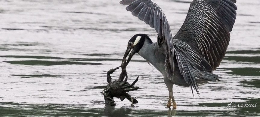 animal, wildlife, nature, portrait, Virginia wildlife, wildlife photography, wildlife photograph, wildlife portrait, nature photography, nature photograph, nature portrait, animal photography, animal photograph, animal portrait, bird, heron, yellow crowned night heron,, yellow-crowned night heron, American night heron, squak, adult, birds of prey, water bird, birds in flight, St. Patrick Catholic School, Saint Patrick Catholic School, Saint Patrick, St. Patrick, Catholic School, swamp, marsh, marshland, natural habitat, Larchmont, Norfolk, Virginia, Norfolk Virginia, Larchmont Norfolk, neighborhood, LaFayette River, peaceful, charming, tranquil, Edgewater, Hampton Roads, Tidewater, small blue, red eye, white crown, yellow legs, orange legs, Nyctanassa violacea, Nyctanassa