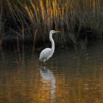 Egret, white egret, great white egret, bird, bird of prey, animal, wildlife, nature, Virginia wildlife, natural, genuine wildlife, wildlife photography, wildlife photograph, wildlife portrait, nature photography, nature photograph, nature portrait, animal photography, animal photograph, water bird, St. Patrick Catholic School, Saint Patrick Catholic School, Saint Patrick, St. Patrick, swamp, marsh, marshland, natural habitat, Larchmont, Norfolk, Virginia, Norfolk Virginia, Larchmont Norfolk , LaFayette River, peaceful, charming, tranquil, Edgewater, Hampton Roads, Tidewater, yellow, golden hour, reflection, golden, reeds, Alanamous