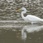 Egret, white egret, great white egret, bird, bird of prey, animal, wildlife, nature, Virginia wildlife, natural, genuine wildlife, wildlife photography, wildlife photograph, wildlife portrait, nature photography, nature photograph, nature portrait, animal photography, animal photograph, water bird, St. Patrick Catholic School, Saint Patrick Catholic School, Saint Patrick, St. Patrick, swamp, marsh, marshland, natural habitat, fishing, windy, texture, Larchmont, Norfolk, Virginia, Norfolk Virginia, Larchmont Norfolk , LaFayette River, Edgewater, Hampton Roads, Tidewater, peaceful, charming, tranquil, reflection, Alanamous, caught, fish