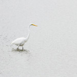 Egret, white egret, great white egret, bird, bird of prey, animal, wildlife, nature, Virginia wildlife, natural, genuine wildlife, wildlife photography, wildlife photograph, wildlife portrait, nature photography, nature photograph, nature portrait, animal photography, animal photograph, water bird, St. Patrick Catholic School, Saint Patrick Catholic School, Saint Patrick, St. Patrick, swamp, marsh, marshland, natural habitat, fishing, windy, texture, Larchmont, Norfolk, Virginia, Norfolk Virginia, Larchmont Norfolk , LaFayette River, Edgewater, Hampton Roads, Tidewater, peaceful, charming, tranquil, reflection, Alanamous
