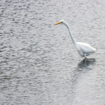 Egret, white egret, great white egret, bird, bird of prey, animal, wildlife, nature, Virginia wildlife, natural, genuine wildlife, wildlife photography, wildlife photograph, wildlife portrait, nature photography, nature photograph, nature portrait, animal photography, animal photograph, water bird, St. Patrick Catholic School, Saint Patrick Catholic School, Saint Patrick, St. Patrick, swamp, marsh, marshland, natural habitat, fishing, windy, texture, Larchmont, Norfolk, Virginia, Norfolk Virginia, Larchmont Norfolk , LaFayette River, Edgewater, Hampton Roads, Tidewater, peaceful, charming, tranquil, reflection, Alanamous