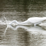 Egret, white egret, great white egret, bird, bird of prey, animal, wildlife, nature, Virginia wildlife, natural, genuine wildlife, wildlife photography, wildlife photograph, wildlife portrait, nature photography, nature photograph, nature portrait, animal photography, animal photograph, water bird, St. Patrick Catholic School, Saint Patrick Catholic School, Saint Patrick, St. Patrick, swamp, marsh, marshland, natural habitat, fishing, windy, texture, Larchmont, Norfolk, Virginia, Norfolk Virginia, Larchmont Norfolk , LaFayette River, Edgewater, Hampton Roads, Tidewater, peaceful, charming, tranquil, reflection, Alanamous