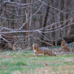 Fox, gray fox, grey fox, vulpe, vulpes, wildlife, Animal, wildlife photography, animal photography, nature photography, nature, natural, genuine wildlife, Virginia Wildlife, Hampton Roads Agricultural Research and Extension Center, Tidewater Arboretum, Hampton Roads Agriculture, Virginia Tech Arboretum, VA Tech Arboretum