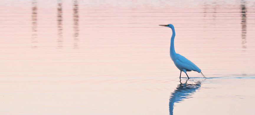 animal, wildlife, nature, portrait, Virginia wildlife, wildlife photography, wildlife photograph, wildlife portrait, nature photography, nature photograph, nature portrait, animal photography, animal photograph, animal portrait, bird, egret, white egret, great white egret, birds of prey, water bird, birds in flight, swamp, marsh, marshland, natural habitat, Larchmont, Norfolk, Virginia, Norfolk Virginia, Larchmont Norfolk, neighborhood, LaFayette River, peaceful, charming, tranquil, Edgewater, Hampton Roads, Tidewater, sunset, pink