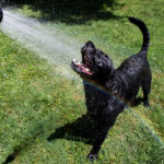 A black Labrador retriever stands on grass lawn with its mouth open in a big grin. Water sprays from a garden hose above and a rainbow arcs across the water and puppy dog.