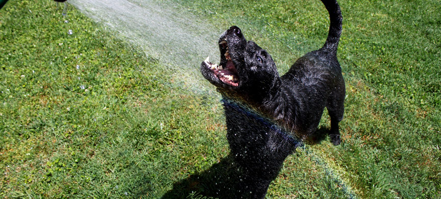 A black Labrador retriever stands on grass lawn with its mouth open in a big grin. Water sprays from a garden hose above and a rainbow arcs across the water and puppy dog.