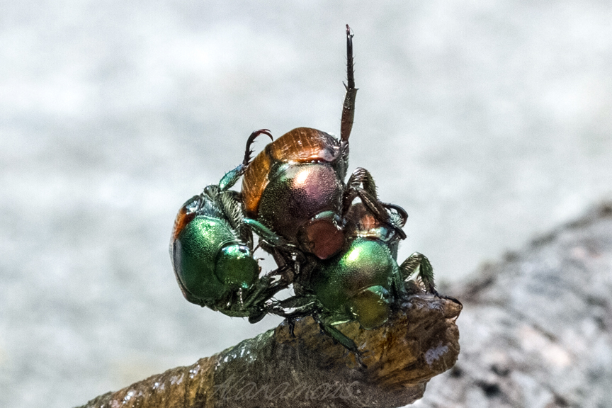 Alanamous, Japanese beetle, Popillia japonica, green, beetle, Scarabaeidae, animal, anthropod, beetle, bug, coleopteran, bug, insect, nature, insect, anthropoda, invertebrate, macro, bug, nature, close-up, close up, nature photography, insect photography, Alanamous, Alana Glaves, Norfolk, Virginia, VA, Virginia, Virginia photographer, Tidewater, Hampton Roads, Coastal Virginia, Hampton, Newport News, Virginia Beach, Suffolk, Portsmouth, photography, insect sex, sex, orgy, procreation, insect porn, mé·nage à trois