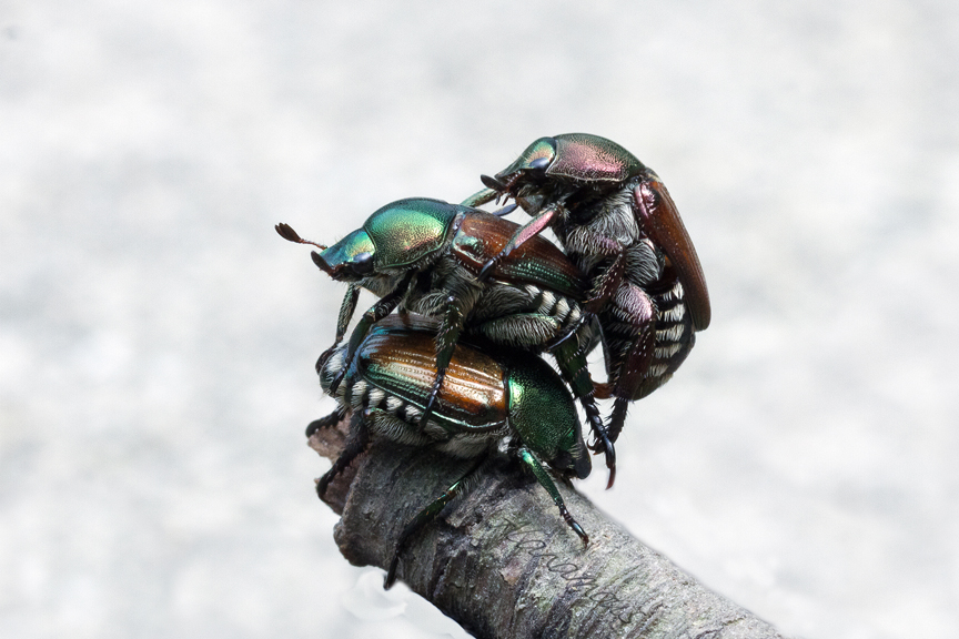 Alanamous, Japanese beetle, Popillia japonica, green, beetle, Scarabaeidae, animal, anthropod, beetle, bug, coleopteran, bug, insect, nature, insect, anthropoda, invertebrate, macro, bug, nature, close-up, close up, nature photography, insect photography, Alanamous, Alana Glaves, Norfolk, Virginia, VA, Virginia, Virginia photographer, Tidewater, Hampton Roads, Coastal Virginia, Hampton, Newport News, Virginia Beach, Suffolk, Portsmouth, photography, insect sex, sex, orgy, procreation, insect porn, mé·nage à trois