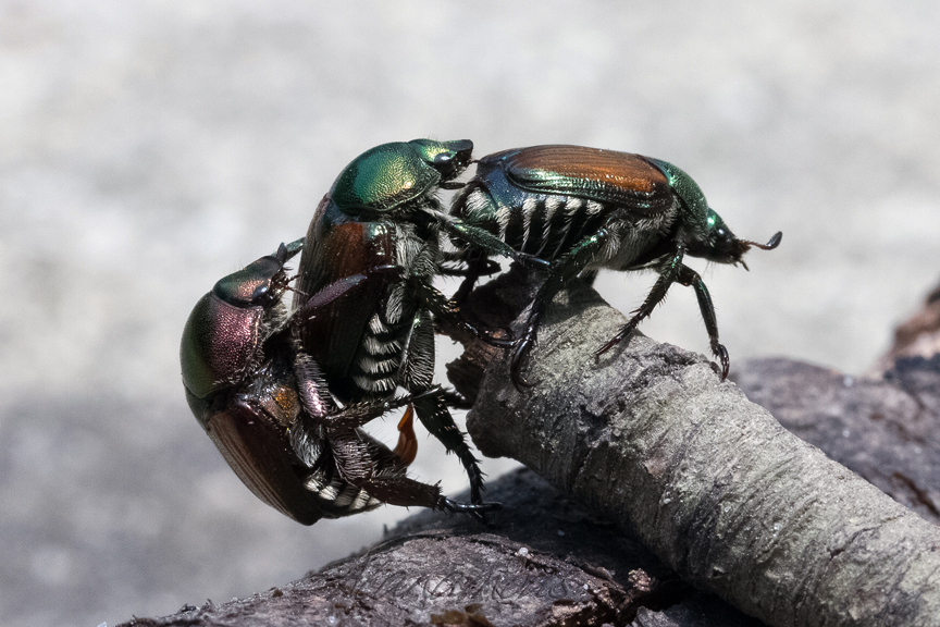 Alanamous, Japanese beetle, Popillia japonica, green, beetle, Scarabaeidae, animal, anthropod, beetle, bug, coleopteran, bug, insect, nature, insect, anthropoda, invertebrate, macro, bug, nature, close-up, close up, nature photography, insect photography, Alanamous, Alana Glaves, Norfolk, Virginia, VA, Virginia, Virginia photographer, Tidewater, Hampton Roads, Coastal Virginia, Hampton, Newport News, Virginia Beach, Suffolk, Portsmouth, photography, insect sex, sex, orgy, procreation, insect porn, mé·nage à trois