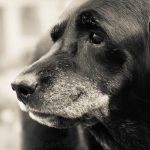 Labrador, Labrador retriever, black Labrador retriever, Lab, dog, puppy, pup, animal, pet, pet portrait, animal portrait, pet photography, animal photography, dog photography, cute, photograph, photo, pet portrait, service dog in training, English Lab, English Labrador, English Labrador Retriever, Canine Good Citizen, puppy, breeder, rescue, purebred, breed, senior