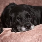 Labrador, Labrador retriever, black Labrador retriever, Lab, dog, puppy, pup, animal, pet, pet portrait, animal portrait, pet photography, animal photography, dog photography, cute, photograph, photo, pet portrait, service dog in training, English Lab, English Labrador, English Labrador Retriever, Canine Good Citizen, puppy, breeder, rescue, purebred, breed, senior