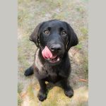 Labrador, Labrador retriever, black Labrador retriever, Lab, dog, puppy, pup, animal, pet, pet portrait, animal portrait, pet photography, animal photography, dog photography, cute, photograph, photo, pet portrait, service dog in training, English Lab, English Labrador, English Labrador Retriever, Canine Good Citizen, puppy, breeder, rescue, purebred, breed, tongue, sit
