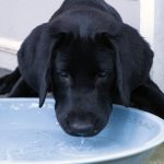 Labrador, Labrador retriever, black Labrador retriever, Lab, dog, puppy, pup, animal, pet, pet portrait, animal portrait, pet photography, animal photography, dog photography, cute, photograph, photo, pet portrait, service dog in training, English Lab, English Labrador, English Labrador Retriever, Canine Good Citizen, puppy, breeder, rescue, purebred, breed,