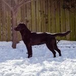 A young black labrador stands in the snow backlit by the sun and shows off her side view.