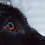 dogs, pet portrait, snowflakes, eyelash, droplet, eye, iris, amber eye, close-up close up, macro, dog eye, animal portrait, dog, Memory, snow, Norfolk, Virginia, labrador, retriever, English labrador retriever, black,Labrador, Labrador retriever, black Labrador retriever, Lab, dog, puppy, pup, animal, pet, pet portrait, animal portrait, pet photography, animal photography, dog photography, cute, photograph, photo, pet portrait, service dog in training, English Lab, English Labrador, English Labrador Retriever, Canine Good Citizen, puppy, breeder, rescue, purebred, breed,