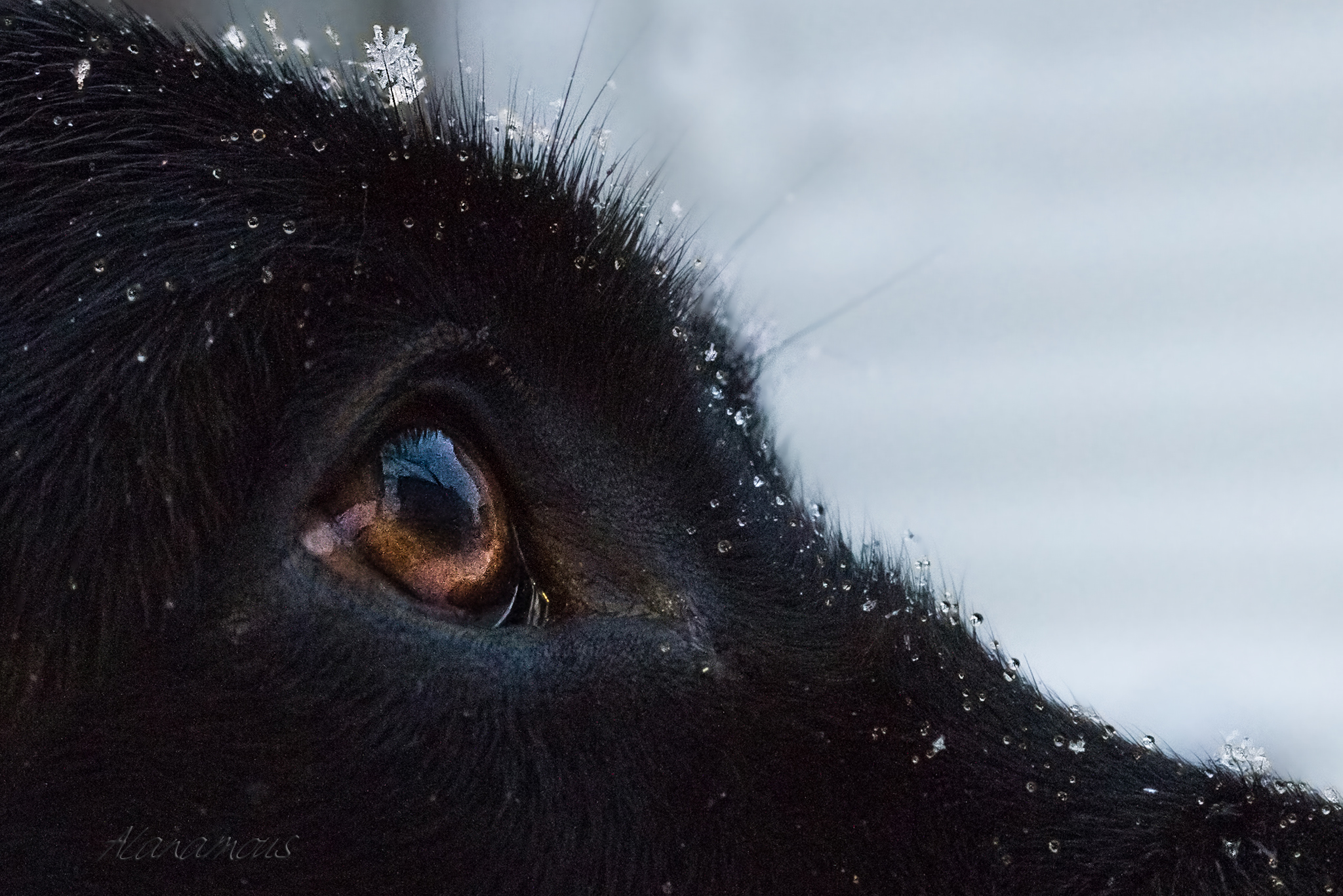 dogs, pet portrait, snowflakes, eyelash, droplet, eye, iris, amber eye, close-up close up, macro, dog eye, animal portrait, dog, Memory, snow, Norfolk, Virginia, labrador, retriever, English labrador retriever, black,Labrador, Labrador retriever, black Labrador retriever, Lab, dog, puppy, pup, animal, pet, pet portrait, animal portrait, pet photography, animal photography, dog photography, cute, photograph, photo, pet portrait, service dog in training, English Lab, English Labrador, English Labrador Retriever, Canine Good Citizen, puppy, breeder, rescue, purebred, breed,