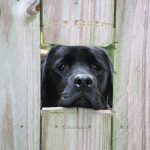 A black Labrador Retriever looks through a wooded gate with a square hole cut out approximately the same size as his head.