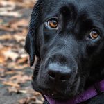 Headshot of black Labrador Retriever with luminous amber eyes, and solemn expression with her raised eyebrows. Her shiny black fur stands out against her eyes and Autumn leaves in background.
