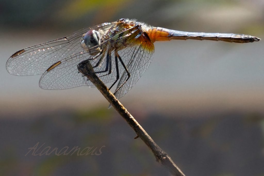 insect, anthropoda, invertebrate, macro, bug, nature, close-up, close up, dragonfly, blue dasher, longipenis, rainbow, blue, female, Pachydiplax longipennis, insect photography, macro photography, nature photography