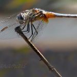 insect, anthropoda, invertebrate, macro, bug, nature, close-up, close up, dragonfly, blue dasher, longipenis, rainbow, blue, female, Pachydiplax longipennis, insect photography, macro photography, nature photography