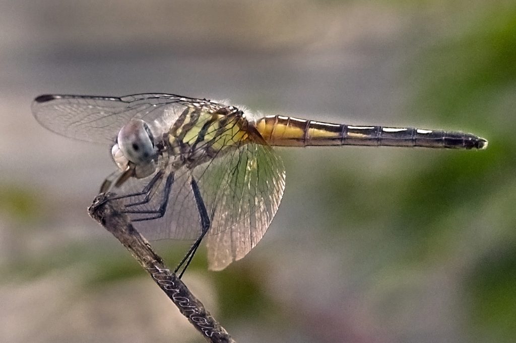 insect, anthropoda, invertebrate, macro, bug, nature, close-up, close up, dragonfly, blue dasher, longipenis, rainbow, blue, female, Pachydiplax longipennis, insect photography, macro photography, nature photography