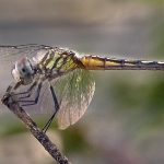 insect, anthropoda, invertebrate, macro, bug, nature, close-up, close up, dragonfly, blue dasher, longipenis, rainbow, blue, female, Pachydiplax longipennis, insect photography, macro photography, nature photography